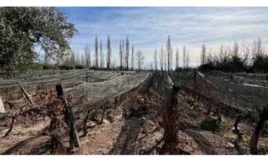 VENTA DE FINCA DE 3,3 HAS CON POTENCIAL EN LULUNTA–MAIPÚ