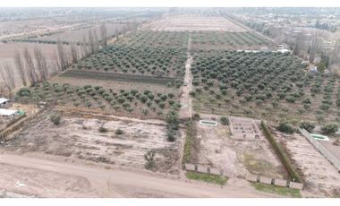 VENTA DE FINCA DE 3,3 HAS CON POTENCIAL EN LULUNTA–MAIPÚ