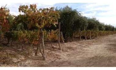 VENTA DE FINCA DE 3,3 HAS CON POTENCIAL EN LULUNTA–MAIPÚ