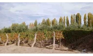VENTA DE FINCA DE 3,3 HAS CON POTENCIAL EN LULUNTA–MAIPÚ