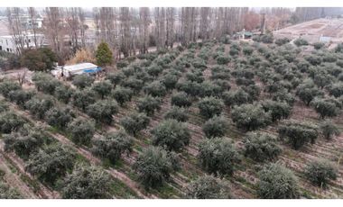 VENTA DE FINCA DE 3,3 HAS CON POTENCIAL EN LULUNTA–MAIPÚ