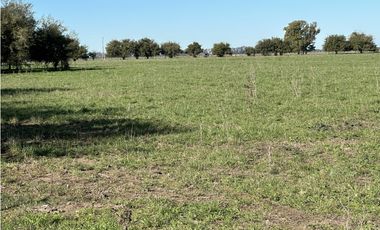 Campo en venta en Brandsen. 49 Has mixto