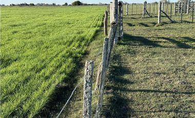 Campo en venta en Brandsen. 49 Has mixto
