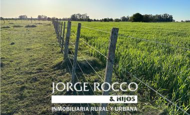 Campo en venta en Brandsen. 49 Has mixto