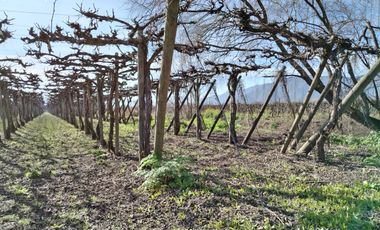 CAMPO 12 HA PLANO BUEN ACCESO AGUA SAN VICENTE TAGUA TAGUA