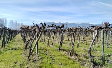 CAMPO 12 HA PLANO BUEN ACCESO AGUA SAN VICENTE TAGUA TAGUA