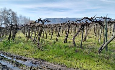 CAMPO 12 HA PLANO BUEN ACCESO AGUA SAN VICENTE TAGUA TAGUA
