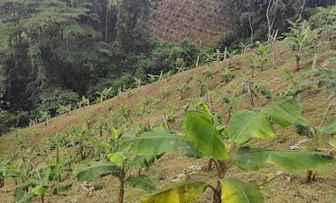 VENTA de FINCAS en GARZON