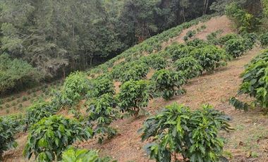 VENTA de FINCAS en GARZON