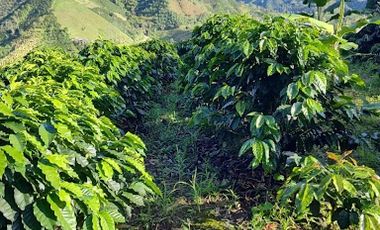 VENTA de FINCAS en GARZON