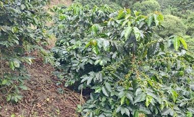 VENTA de FINCAS en GARZON