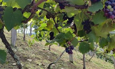 VENTA de FINCAS en GARZON