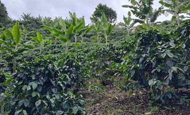 VENTA de FINCAS en GARZON