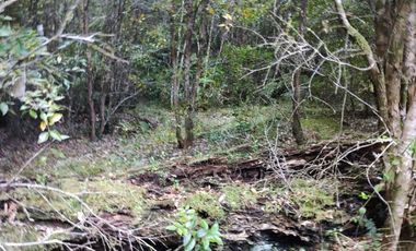 RÍO PALENA - 1HA X 2