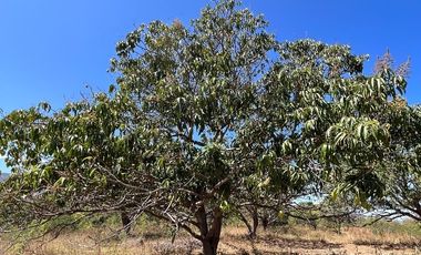 TERRENO DE 6.7 HECTÁREAS A ORILLA DE CARRETERA EN SUCHIAPA