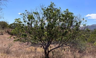TERRENO DE 6.7 HECTÁREAS A ORILLA DE CARRETERA EN SUCHIAPA