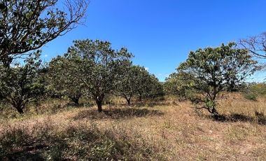 TERRENO DE 6.7 HECTÁREAS A ORILLA DE CARRETERA EN SUCHIAPA