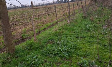 HERMOSA PARCELA 2 ha  ESTACION DE VILLA ALEGRE