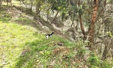 Terreno en Venta Ubicado en Guarne Codigo 2111