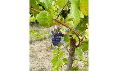 propiedad multifuncional turística y vitivinícola