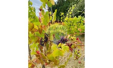 propiedad multifuncional turística y vitivinícola