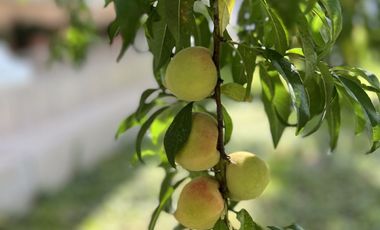 QUINTA EN VENTA, BARRIAL