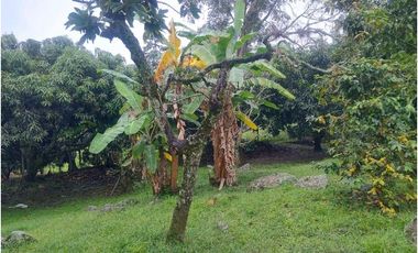 casa lote guasimal tena con frutales