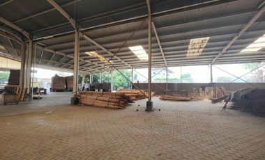 Jarang ada Gudang rapi di mangga ubi luas 5000an