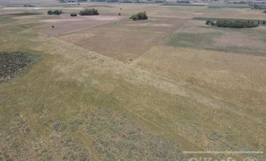 Campo en venta mixto de 72 has en Saladillo. A 3000 mts de Ruta