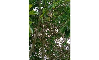 VENDO LOTES EN EL HIGO DE SAN CARLOS