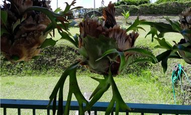 VENTA FINCA DOBLE PROPOSITO VEREDA EL CASCAJO MARINILLA.