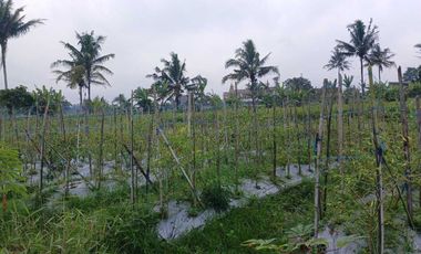 Jual Cepat Tanah SHMS di Sedayu Muntilan cocok u/perum,cluster