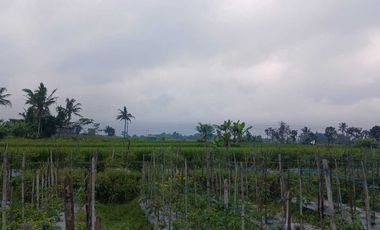 Jual Cepat Tanah SHMS di Sedayu Muntilan cocok u/perum,cluster