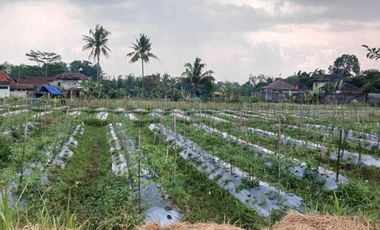 Jual Cepat Tanah SHMS di Sedayu Muntilan cocok u/perum,cluster