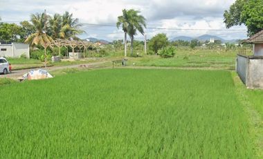 Tanah 3,6 Hektar Dkt RSUP Mataram Lombok Nusa Tenggara Barat