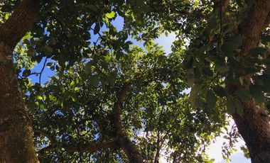 Venta de 1.000 m2, terreno plano Guayllabamba. Para casa de campo