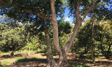 Venta de 1.000 m2, terreno plano Guayllabamba. Para casa de campo