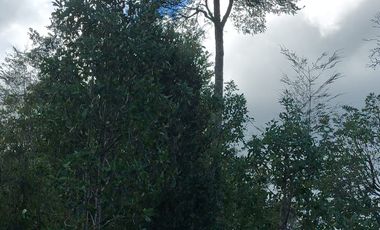 VENTA TERRENO - SITIO 5000MTS LOS LAGOS