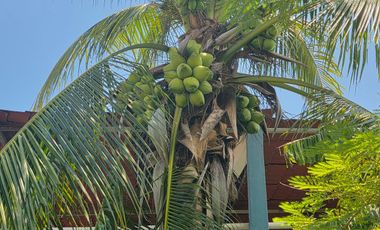 TERRENO EN RENTA P/PATIO MANIOBRAS. CARMEN  CAMPECHE