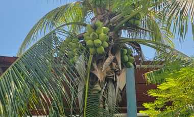 TERRENO EN RENTA P/PATIO MANIOBRAS. CARMEN  CAMPECHE