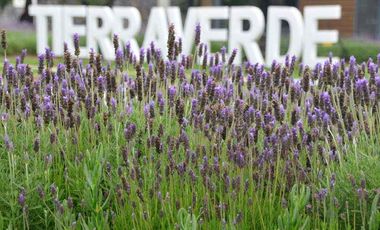 Terreno en venta Tierraverde Aguascalientes