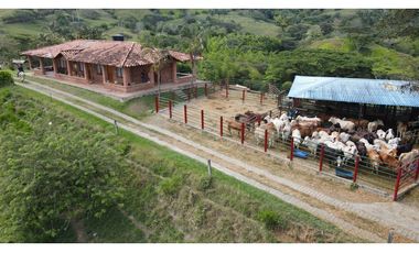 VENTA DE FINCA GANADERA EN OBANDO, VALLE, COLOMBIA