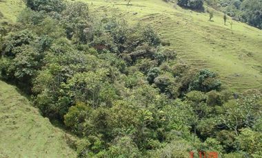 FINCA EN VENTA, SAN ANTONIO DE PRADO VEREDA LA VERDE