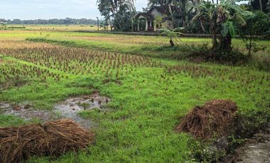 JUAL TANAH DI KULWARU WATES KULONPROGO VIEW SAWAH