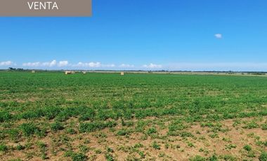 Campo agricola de 40 hectareas en Rueda (Santa Fe)