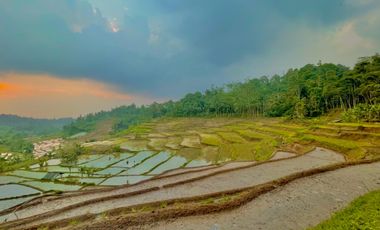 Dijual Murah Tanah Kebun dan Sawah Luas 4000 m2 di Cikalong Bandung