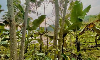 Dijual Murah Tanah Kebun dan Sawah Luas 4000 m2 di Cikalong Bandung