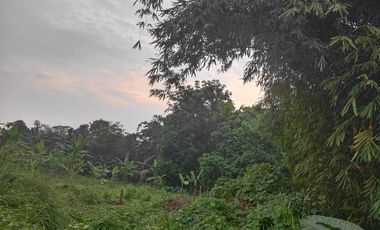 Tanah Besar SHM di Citeras–Maja, Jalan Propinsi – Harga Mulai Rp 500rb