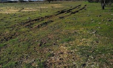 Agrícola en Venta en Comuna de Retiro, localidad Bureo