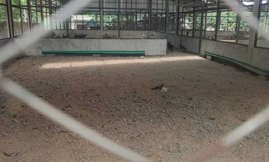 KANDANG AYAM 5000 EKOR DAN KEBUN DI LINGSAR